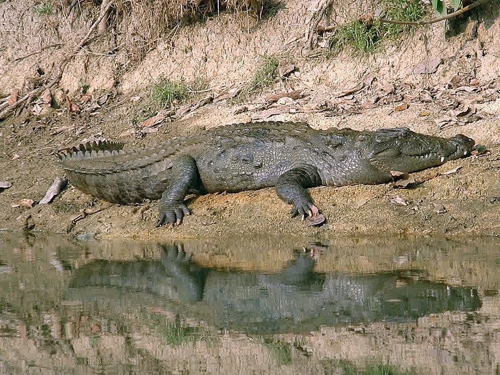 Chitwan Jungle Safari Tour